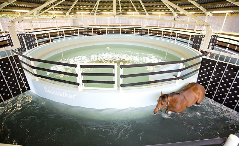 horse training in sea walker horse training in sea walker